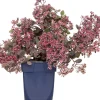 Intratuin Fetthenne (Sedum 'Red Sparkle') D 11 H 10 cm| Immergrüne Pflanzen|Winterharte Pflanzen