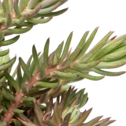 Intratuin Fetthenne (Sedum reflexum) D 9 H 5 cm| Mehrjährige Pflanzen|Fetthenne