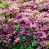 Intratuin Fetthenne (Sedum spurium 'Splendens') D 9 H 5 cm| Mehrjährige Pflanzen|Fetthenne