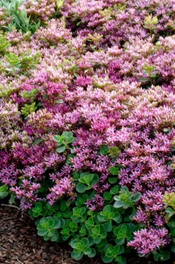 Intratuin Fetthenne (Sedum spurium 'Splendens') D 9 H 5 cm| Mehrjährige Pflanzen|Fetthenne