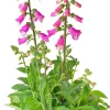 Intratuin Fingerhut (Digitalis purpurea 'Pink Panther') D 19 H 60 cm| Winterharte Pflanzen|Mehrjährige Pflanzen