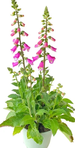 Intratuin Fingerhut (Digitalis purpurea 'Pink Panther') D 19 H 60 cm| Winterharte Pflanzen|Mehrjährige Pflanzen
