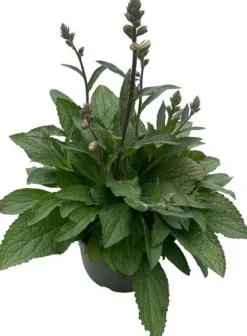 Intratuin Fingerhut (Digitalis purpurea 'Pink Panther') D 19 H 60 cm| Winterharte Pflanzen|Mehrjährige Pflanzen