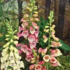 Intratuin Fingerhut (Digitalis purpurea 'Gloxiniiflora')| Blühende Pflanzen|Mehrjährige Pflanzen