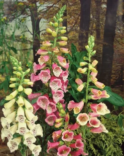 Intratuin Fingerhut (Digitalis purpurea 'Gloxiniiflora')| Blühende Pflanzen|Mehrjährige Pflanzen