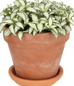 Intratuin Fittonie (Fittonia 'White Forest Flame') D 12 H 18 cm| Kleine Zimmerpflanzen|Grünpflanzen