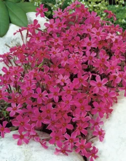Intratuin Flammenblume (Phlox atropurpurea) D 9 H 5 cm| Mehrjährige Pflanzen|Phlox