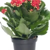 Intratuin Flammendes Käthchen (Kalanchoe blossfeldiana 'Serenity') D 10,5 H 20 cm| Kleine Zimmerpflanzen|Kakteen & Sukkulenten