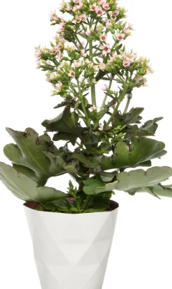 Intratuin Flammendes Käthchen (Kalanchoë 'Femini Pink') D 14 H 40 cm| Für Sonne|Kakteen & Sukkulenten