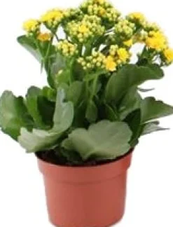 Intratuin Flammendes Käthchen (Kalanchoë blossfeldiana) gelb D 10,5 H 23 cm| Kleine Zimmerpflanzen|Für Sonne