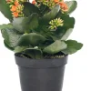 Intratuin Flammendes Käthchen (Kalanchoe blossfeldiana) D 10,5 cm H 22 cm| Kleine Zimmerpflanzen|Für Sonne