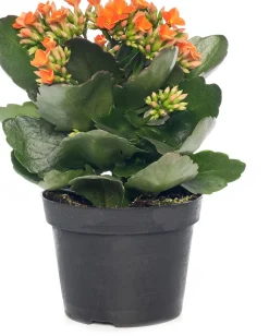 Intratuin Flammendes Käthchen (Kalanchoe blossfeldiana) D 10,5 cm H 22 cm| Kleine Zimmerpflanzen|Für Sonne