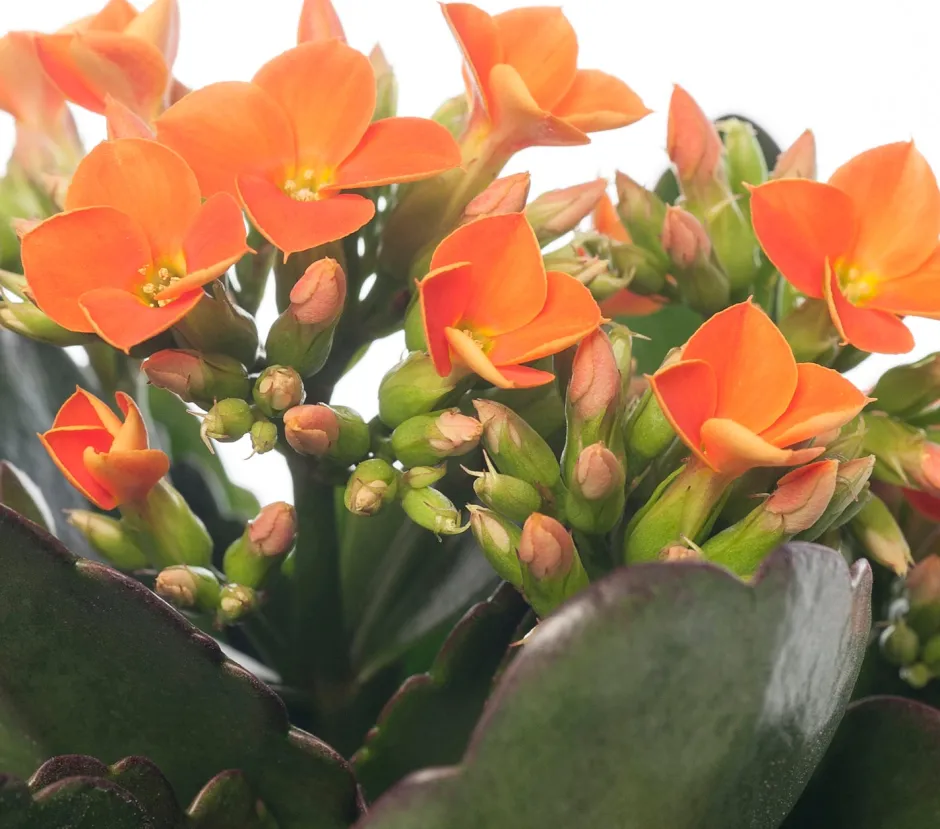 Intratuin Flammendes Käthchen (Kalanchoe blossfeldiana) D 10,5 cm H 22 cm| Kleine Zimmerpflanzen|Für Sonne