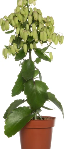 Intratuin Flammendes Käthchen (Kalanchoe blossfeldiana 'Magic Bells')| Für Sonne|Kakteen & Sukkulenten