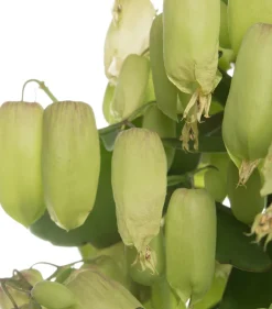 Intratuin Flammendes Käthchen (Kalanchoe blossfeldiana 'Magic Bells')| Für Sonne|Kakteen & Sukkulenten