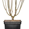 Intratuin Flieder (Syringa villosae 'Agnes Smith') D 23 H 30 cm| Flieder