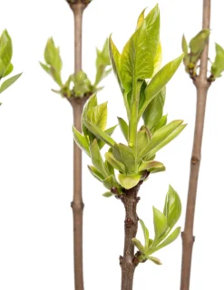 Intratuin Flieder (Syringa vulgaris 'Andenken an Ludwig Spaeth') D 23 H 30 cm| Flieder