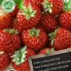 Intratuin Florex Bio Himbeer-Erdbeere (Fragaria 'Framberry') Samen 2 St.| Obstsamen|Saatgut