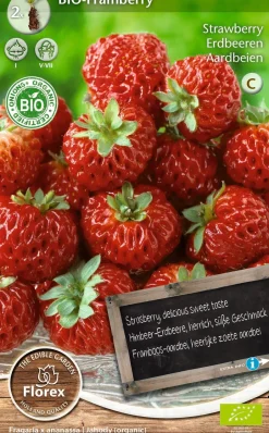 Intratuin Florex Bio Himbeer-Erdbeere (Fragaria 'Framberry') Samen 2 St.| Obstsamen|Saatgut