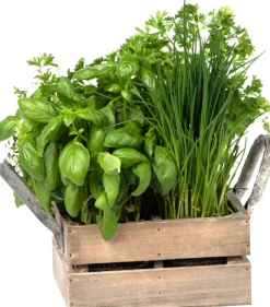 Intratuin Florex Kräutersamen Box mit 4 Küchenkräutern 18 x 19,5 x 9 cm| Kräutersamen|Saatgut