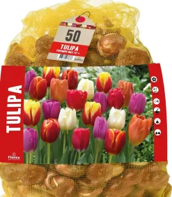 Intratuin Florex Tulpe (Tulipa 'Triumph') Blumenzwiebeln gemischt 50 St.| Frühlings-Blüher|Blumenzwiebeln