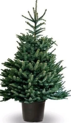 Intratuin Fraser-Tanne (Abies 'Fraseri') D 26 H 80 cm| Echte Weihnachtsbäume