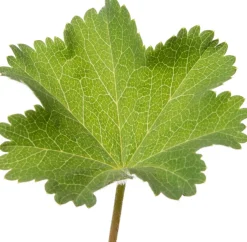 Intratuin Frauenmantel (Alchemilla mollis) D 9 H 15 cm 6 Pflanzen| Blühende Pflanzen|Winterharte Pflanzen