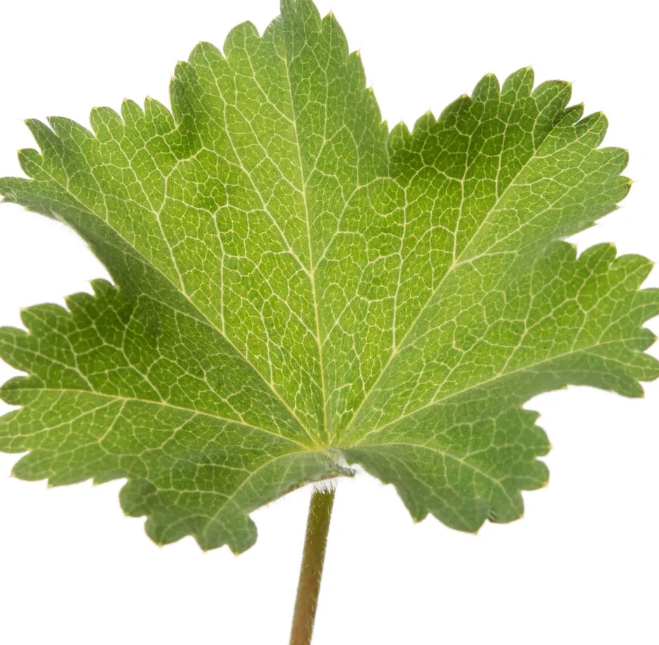 Intratuin Frauenmantel (Alchemilla mollis) D 9 H 15 cm 6 Pflanzen| Blühende Pflanzen|Winterharte Pflanzen