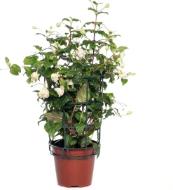Intratuin Fuchsie hängend (Fuchsia) D 10,5 H 16 cm| Blühende Pflanzen|Mehrjährige Pflanzen