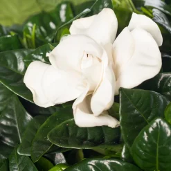 Intratuin Gardenie (Gardenia jasminoides) D 13 cm H 25 cm| Kleine Zimmerpflanzen|Blühende Zimmerpflanzen
