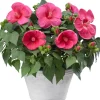 Intratuin Garten-Hibiskus (Hibiscus) D 23 H 60 cm| Für Sonne|Blühende Zimmerpflanzen