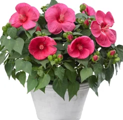 Intratuin Garten-Hibiskus (Hibiscus) D 23 H 60 cm| Für Sonne|Blühende Zimmerpflanzen