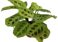 Intratuin Gebetspflanze (Maranta leuconeura 'Fantasy') D 12 H 30 cm| Grünpflanzen