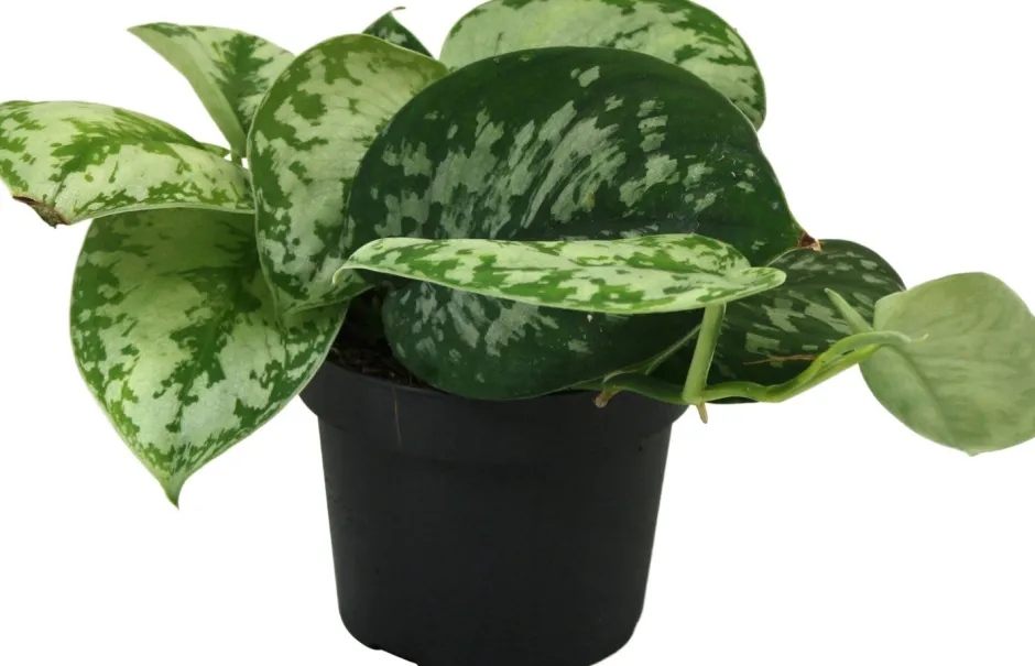 Intratuin Gefleckte Efeutute (Scindapsus pictus 'Trebie') D 12 H 25 cm| Kleine Zimmerpflanzen|Grünpflanzen