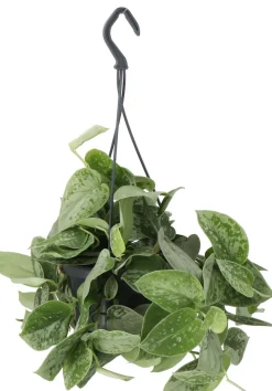 Intratuin Gefleckte Efeutute (Scindapsus pictus 'Silvery Ann') D 14 H 40 cm| Grünpflanzen|Efeutute