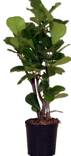 Intratuin Geigenfeige (Ficus lyrata) D 24 H 120 cm| Luftreinigende Pflanzen|Grünpflanzen