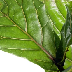 Intratuin Geigenfeige (Ficus lyrata) D 24 H 120 cm| Luftreinigende Pflanzen|Grünpflanzen