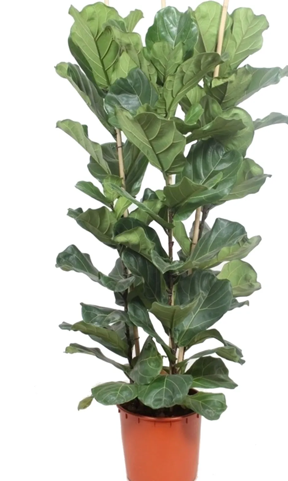 Intratuin Geigenfeige (Ficus lyrata) D 34 H 180 cm| Bonsai|Luftreinigende Pflanzen