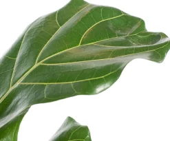 Intratuin Geigenfeige (Ficus lyrata) D 21 H 100 cm| Bonsai|Luftreinigende Pflanzen