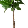 Intratuin Geigenfeige Stämmchen (Ficus lyrata) D 27 H 140 cm| Bonsai|Große Pflanzen