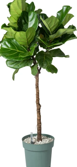 Intratuin Geigenfeige Stämmchen (Ficus lyrata) D 27 H 140 cm| Bonsai|Große Pflanzen