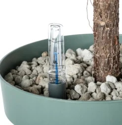 Intratuin Geigenfeige Stämmchen (Ficus lyrata) D 27 H 140 cm| Bonsai|Große Pflanzen