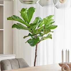 Intratuin Geigenfeige Stämmchen (Ficus lyrata) D 27 H 140 cm| Bonsai|Große Pflanzen