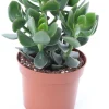 Intratuin Geldbaum (Crassula ovata 'Hulk') D 12 H 18 cm| Kleine Zimmerpflanzen|Für Sonne