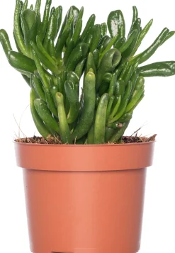 Intratuin Geldbaum (Crassula ovata 'Hobbit') D 12 H 20 cm| Kleine Zimmerpflanzen|Für Sonne