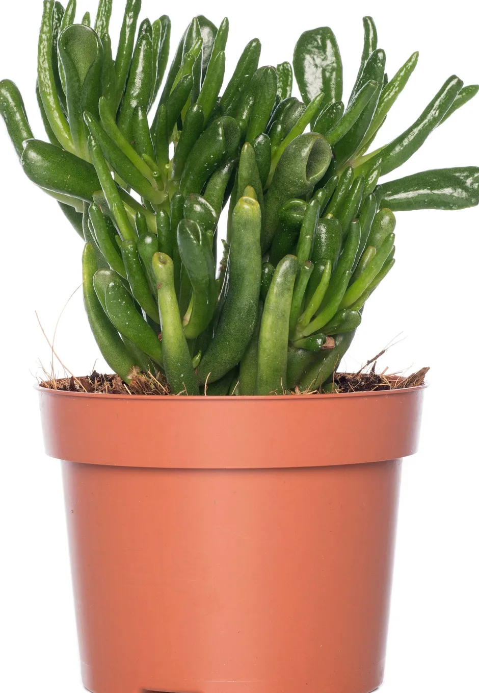 Intratuin Geldbaum (Crassula ovata 'Hobbit') D 12 H 20 cm| Kleine Zimmerpflanzen|Für Sonne