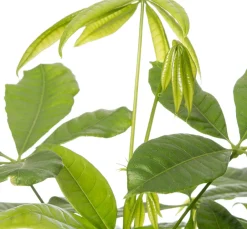 Intratuin Geldbaum (Pachira aquatica) D 17 H 50 cm| Grünpflanzen|Pachira