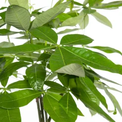 Intratuin Geldbaum (Pachira aquatica) D 21 H 100 cm| Große Pflanzen|Grünpflanzen