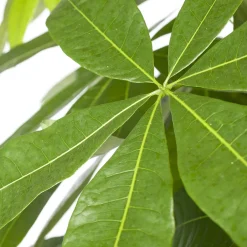 Intratuin Geldbaum (Pachira aquatica) D 27 H 150 cm| Große Pflanzen|Grünpflanzen