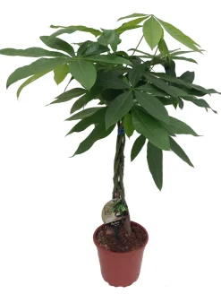 Intratuin Geldbaum (Pachira aquatica) D 19 H 90 cm| Große Pflanzen|Grünpflanzen